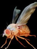 Fruit Fly Lámina fotográfica por David Phillips