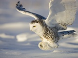 Snowy Owl in Flight Hunting Photographic Print by Theo Allofs