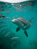 Atlantic bottlenose dolphin Photographic Print