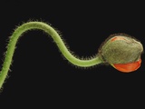 Corn poppy bud, close-up Photographic Print by Claudia Rehm