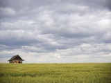 Barley Field and Abandoned Farmhouse, Raymore, Saskatchewan, Canada Photographic Print by Roy Ooms