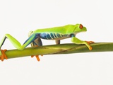 Tree frog on stem Photographic Print by Tom Grill