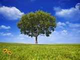 Tree Against Blue Sky Photographic Print by Lew Robertson