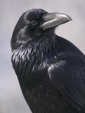 Common Raven, Jasper National Park, Alberta Canada Photographic Print by Darwin Wiggett