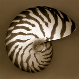 John Kuss - Nautilus Shell Fotografická reprodukce