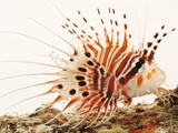 Spotfin lionfish Photographic Print by Martin Harvey