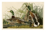 Mallard Duck Giclée-Druck von John James Audubon