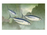 Albacore are the smallest of the tuna fish Giclee Print by National Geographic Society