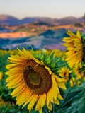 Sunflower, Camerino Photographic Print by Maurizio Rellini