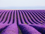 Lavender field in bloom Photographie par Frank Lukasseck