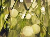Leaves of grass with dew drops Fotografie-Druck von Frank Krahmer