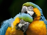 Paul Souders - Blue-and-gold Macaws at Zoo Ave Park Fotografická reprodukce Paul Souders - Blue-and-gold Macaws at Zoo Ave Park Fotografická reprodukce
