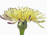 Urospermum flower (urospermum dalechampii) Photographic Print by Frank Krahmer
