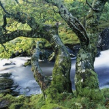 Old Tree Growing over Stream Photographic Print by Micha Pawlitzki