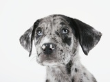 Puppy Looking Up Photographic Print by Michael Kloth