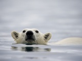 Swimming Polar Bear at Half Moon Island in Svalbard Photographic Print by Paul Souders