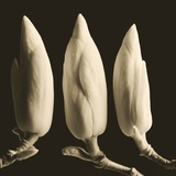 Three Magnolia Buds Photographic Print by Tom Marks