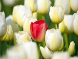 Red tulip in a field of white tulips Photographie par Craig Tuttle