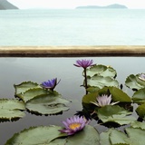 Water lilies in pond by ocean Photographic Print