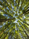 Old growth cedar, hemlock, fir and Sitka spruce forest in fall Photographic Print by John Eastcott & Yva Momatiuk