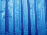 Grove of Japanese cedars, toned image, Gunma prefecture, Japan Photographic Print