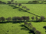 Rich green pastureland in countryside of Northern Ireland Photographic Print by Layne Kennedy