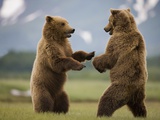 Grizzly Bears Sparring at Hallo Bay in Katmai National Park Photographic Print by Paul Souders