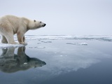 Polar Bear on Melting Ice, Svalbard, Norway Photographic Print by Paul Souders