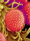Pollen on Pistil of Mallow Photographic Print by Micro Discovery 