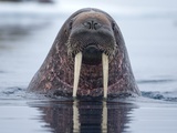 Walrus swimming Fotografisk tryk af Paul Souders Walrus swimming Fotografisk tryk af Paul Souders
