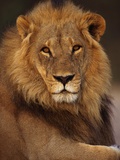 Male Lion Resting Fotografisk tryk af Theo Allofs Male Lion Resting Fotografisk tryk af Theo Allofs