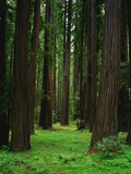 Redwood Forest Fotografisk trykk av Kathleen Brown