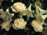 Easter Lilies and White Peonies Photographic Print by Clay Perry