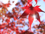 Sun Shining Through Maple Leaf Photographic Print by Naoki Mutai