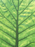 Yellow Skunk Cabbage (Lysichitum Americanum) Leaf Pattern, British Columbia, Canada. Photographic Print by Chris Cheadle