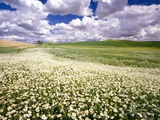 Daisies Covering a Field Under Cloudy Skies Photographic Print by Craig Tuttle