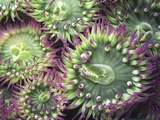 Pink-tipped Surf Anemones, Dodd Narrows, Southern Gulf Islands, Vancouver Island, British Columbia, Fotografie-Druck von Carole Valkenier