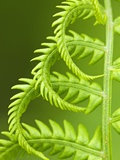 Cinnamon Fern (Osmunda Cinnamomea) Detail of Emerging Fronds, Lively, Ontario, Canada. Photographie par Don Johnston