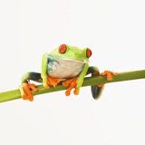 Tree frog on stem Photographic Print by Tom Grill