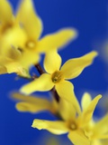 Forsythia flowers Photographic Print by Frank Krahmer
