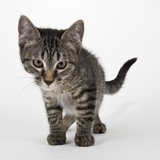 Tabby kitten Photographic Print by Michael Kloth