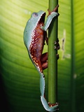 Two-colored Tree Frog Climbing Stem Photographie par Theo Allofs