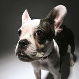 Close-up of a French bulldog Fotografisk trykk av Donald Bowers Close-up of a French bulldog Fotografisk trykk av Donald Bowers