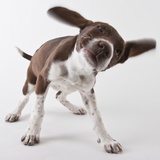 German shorthaired pointer shaking ears Photographic Print by Michael Kloth