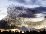 Large flock of European starlings in flight at sunset Photographie par Andrew Parkinson