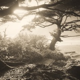 Oregon Coast Path by Tom Marks Photographie par Tom Marks