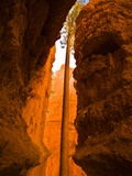 Tall tree growing in canyon Photographie par Mark A. Johnson