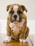 Jim Craigmyle - Bulldog puppy - Fotografik Baskı Jim Craigmyle - Bulldog puppy - Fotografik Baskı