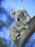 Juvenile Koala (Phascolarctos Cinereus). Brisbane, Australia Photographic Print by Wayne Lynch