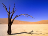 Dead Vlei, Soussusvlei, Namibia, Africa Fotografisk tryk af Wayne Lynch Dead Vlei, Soussusvlei, Namibia, Africa Fotografisk tryk af Wayne Lynch